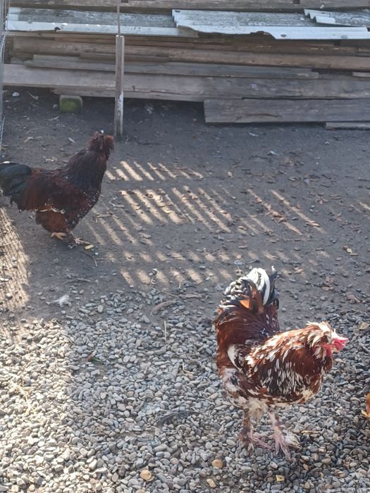 Vand doi cocosi strumschi porțelan și unu brahma galben