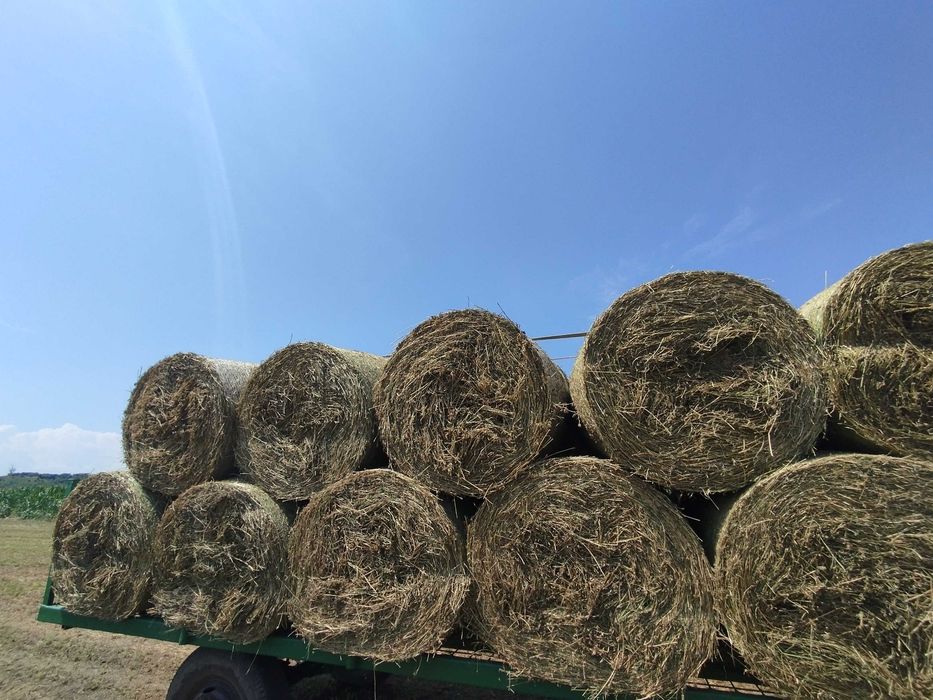 Baloți de lucernă de vânzare