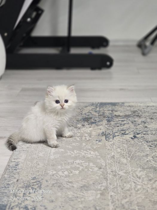 Pui pisica british longhair