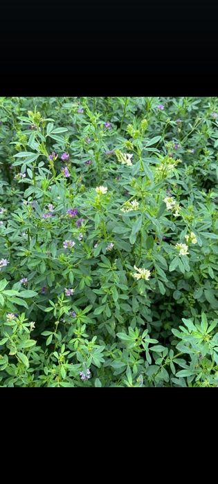 Продаю семена люцерны,Сорт(Багира и Семиречье)