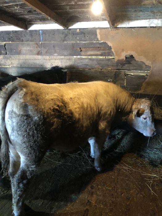 Мясо говядины, молодой бычок