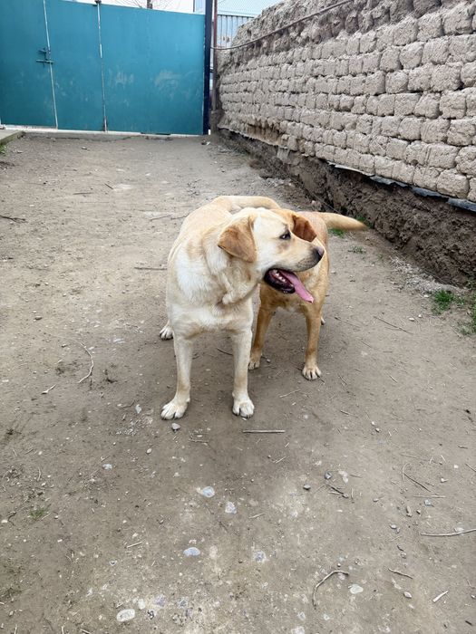 Продам собаку лабродор