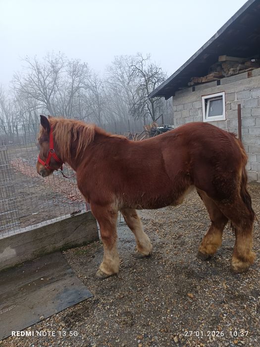 Vănd mănză ciocolatie