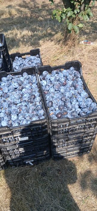Prune de țuică..