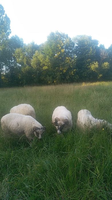 Se vând doi berbeci grași