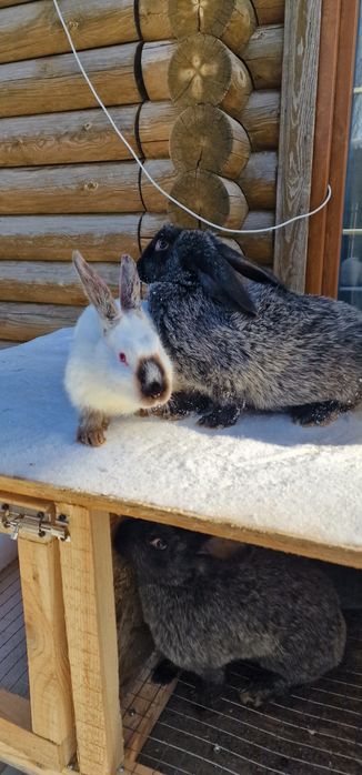 Продам кроликов 3самки 1 самец