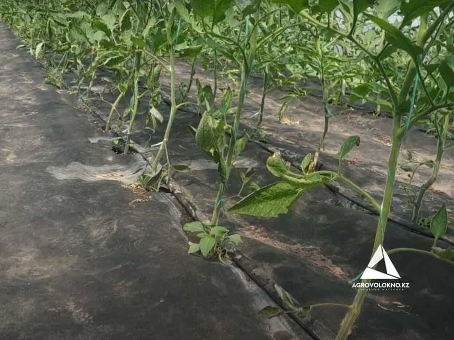 Черная агроткань 60ка Алматы