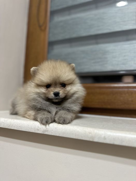 Мини Померан