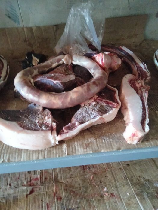Комп для ваших собак