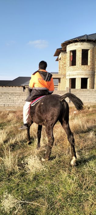 Палтарашкы таи сатылад