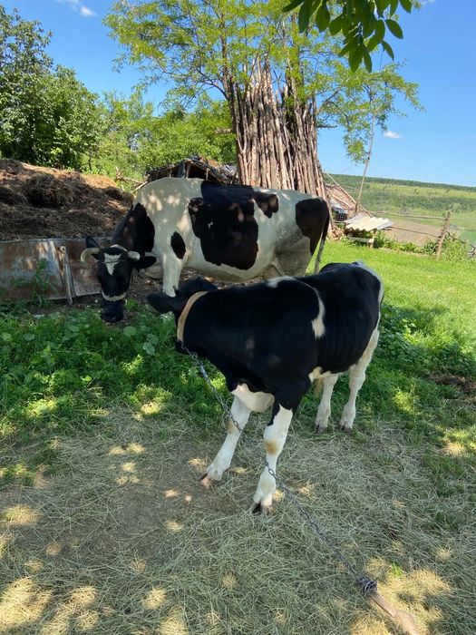 Disponibilă vacă holstain cu vitel, gestanta în 4 luni