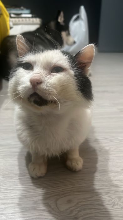 Donez motănel iubitor