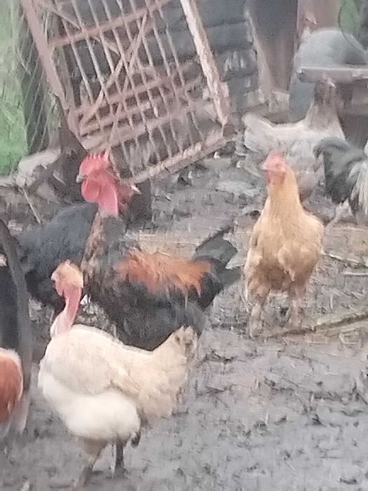 Ouă Gaina de incubat mixt romanesti