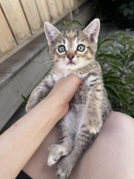 Котята 1 месяц в добрые руки
