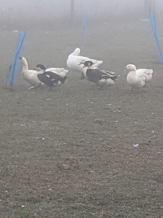 Продавам Гъски и Юрдечки