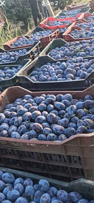 Prune pentru țuică de casă – preț bun