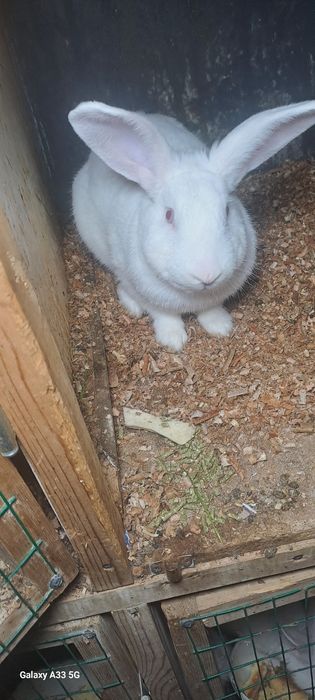 Quyon xikol sotiladi para