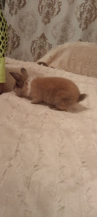 Продам кролика с клеткой