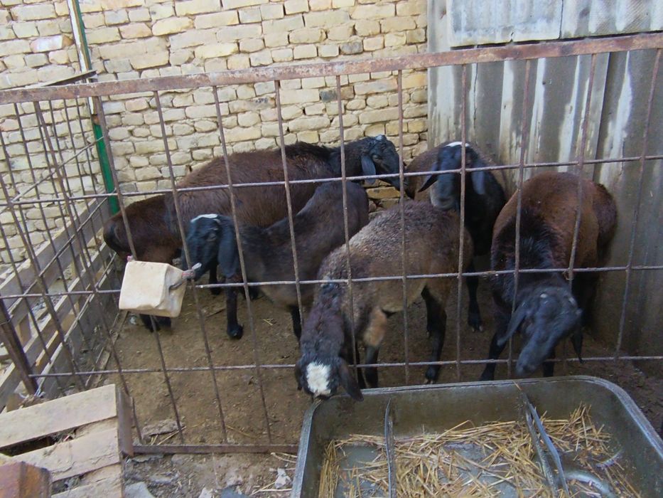 Кой  койлар баран сотилади