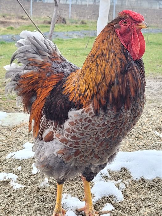 Ouă wiandotte!!!