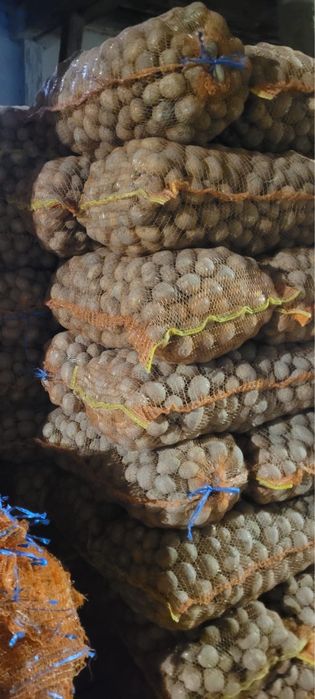 Cartofi de vanzare jud. Harghita