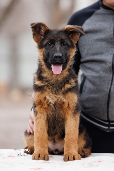 щенки немецких овчарок.