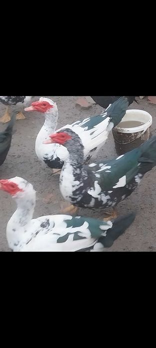 RATE LESESTI - Exemplare deosebite,  Diferite marimi - Jud ARGES