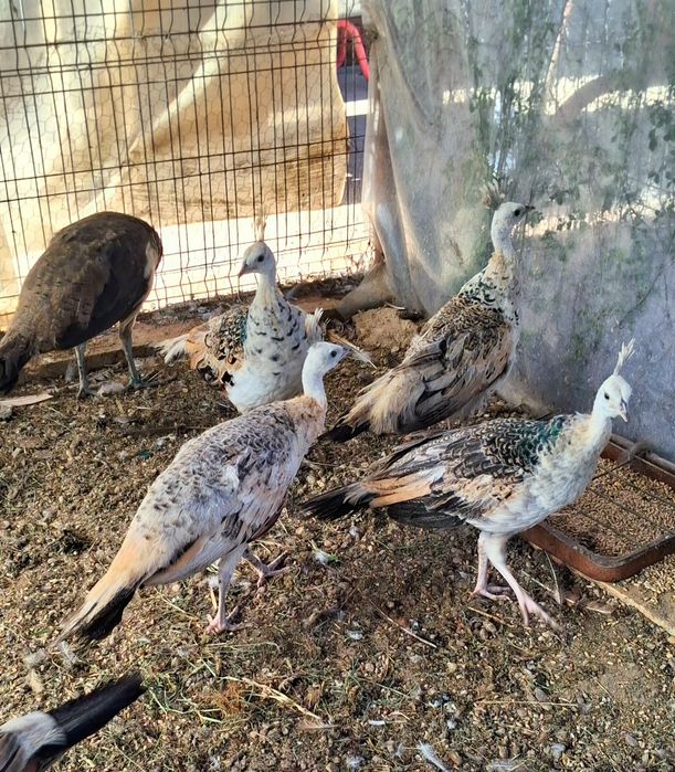 Pui paun umăr negru