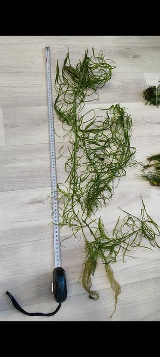 Аквариумные растения