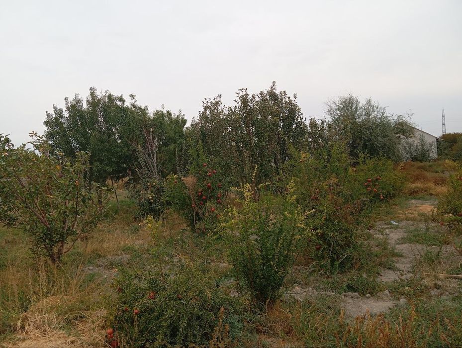 Yer uchastkasi sotiladi sotigʻi  10mln