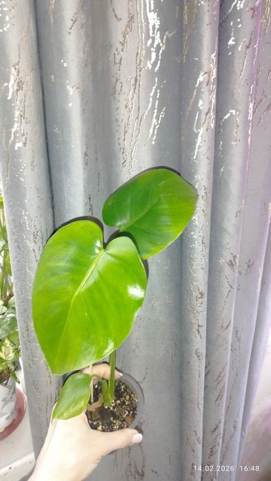 Продается Шикарная детка Монстеры Делициозы