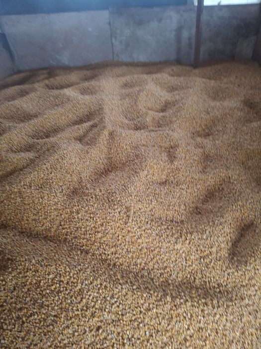 Vand porumb si lemne