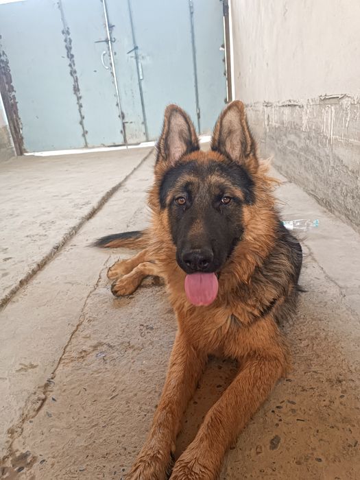 Овчарка сотилади