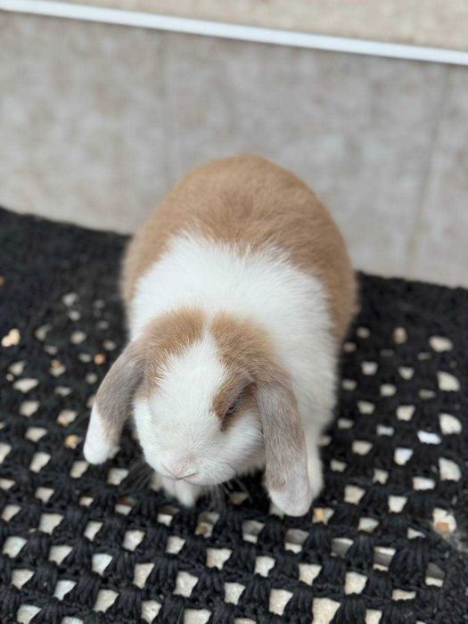 кроллик minilop siplit