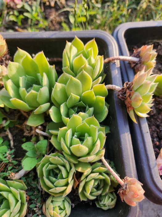 Цветя за градина и саксия