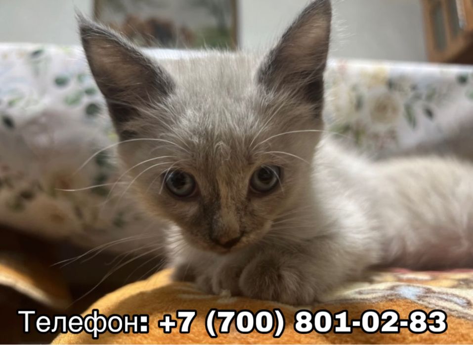 ИЩЕТ ДОМ котёнок