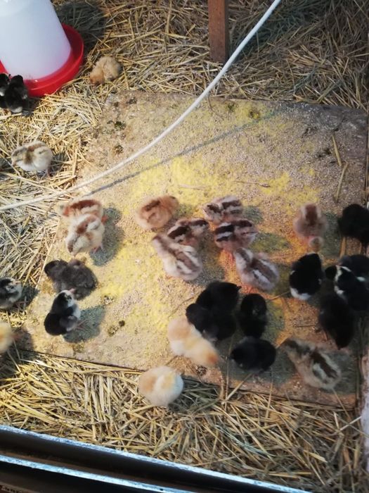 Puii Aracuana ouă verzi și puii găină de Țara