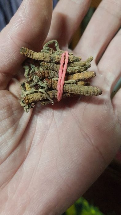 Лечебные травы с Непала