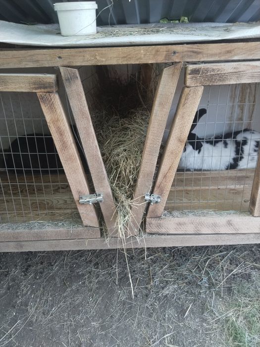 Продам кроликов и клетки