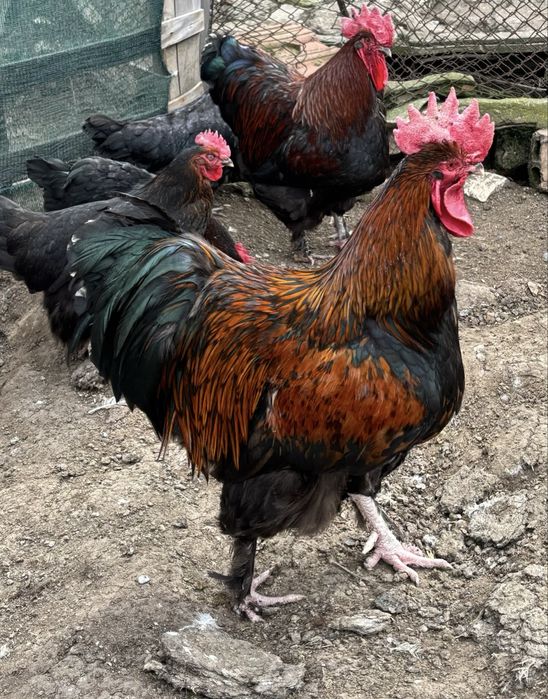 Разплодни яйца от Марани и Амераукани