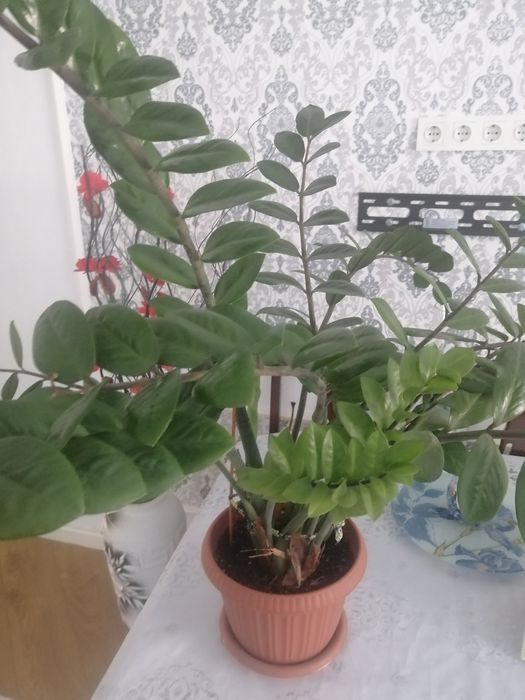 Продам комнатные цветы