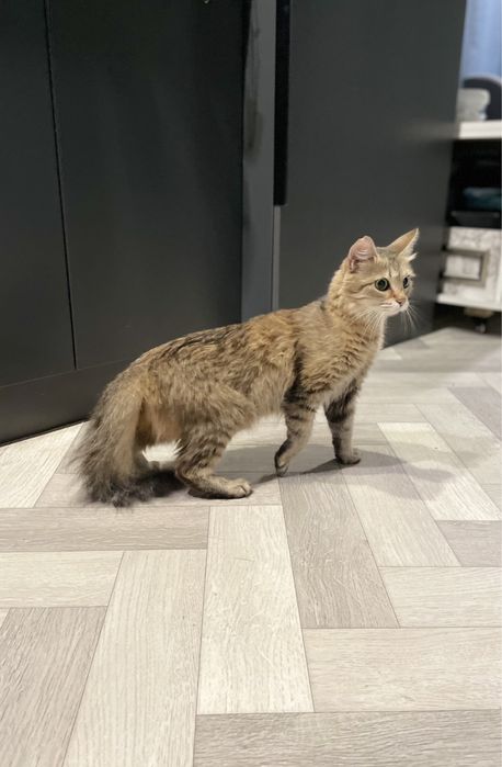 Кошечка ищет дом