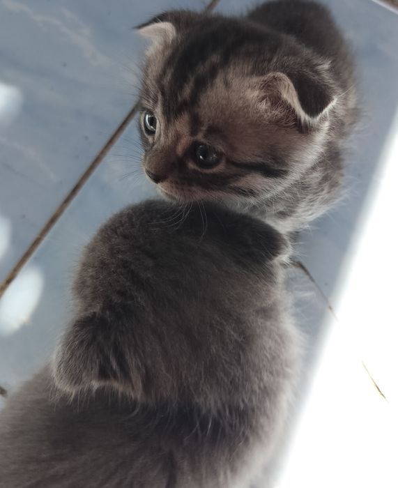 СРОЧНО!! Отдам котят в добрые руки!!
