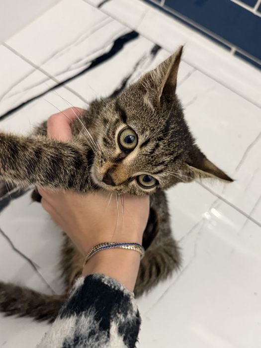 Pisica pt adoptie