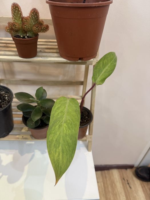 Набор из 6 цветов