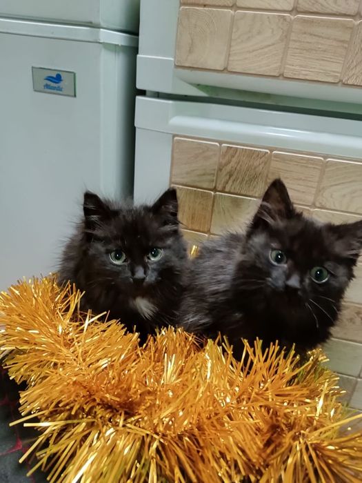 Отдам котят даром