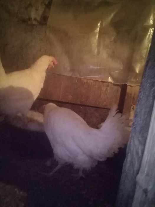 Куры Ленгорн белые не фабрика