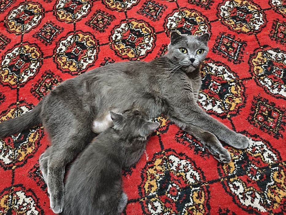 Котята Скотиш Страйт, 3 мальчика