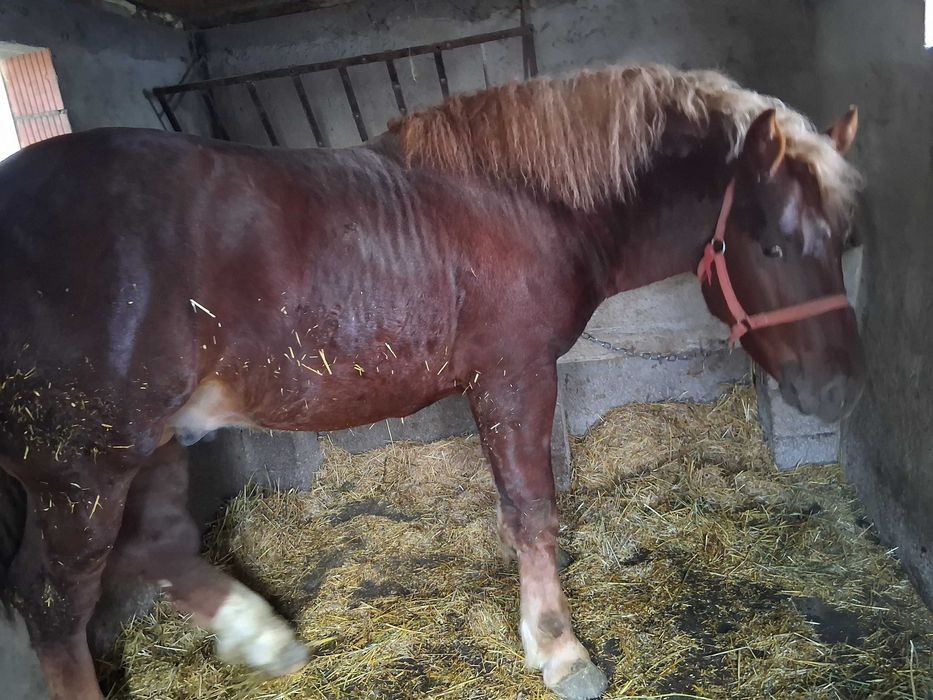 Vand manz de aproape doi ani mai multe detali la telefon