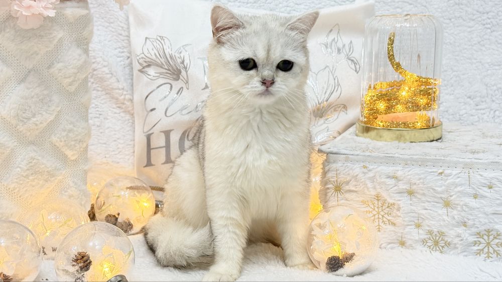 Серебристая шиншилла